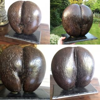 One Antique Rare African Coco De Mer Sead Nut Indian Ocean Seychelles On Stand