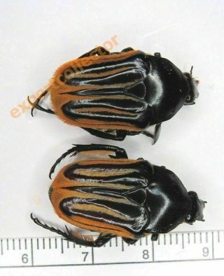 Cetoniinae - Trichaulax Macleayi Pair From Australia Kq494