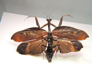 Mantidae - Mantodea Sp Only One From Ecuador Kdx302