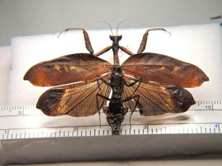 Mantidae - Mantodea sp only one FROM Ecuador KDX302 2