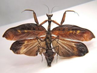 Mantidae - Mantodea sp only one FROM Ecuador KDX302 3