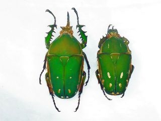 Mecynorrhina Torquata Pair Huge 77mm,  /58mm,  Cetonidae Cameroon