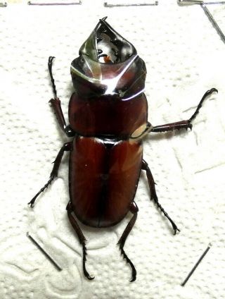 Beetles,  (s1258),  Lucanidae,  Prosopocoilus Antilope