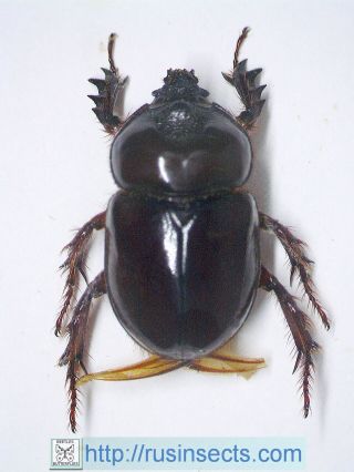 Scarabaeidae,  Dynastinae Strategus Antaeus Usa (jersey) Female