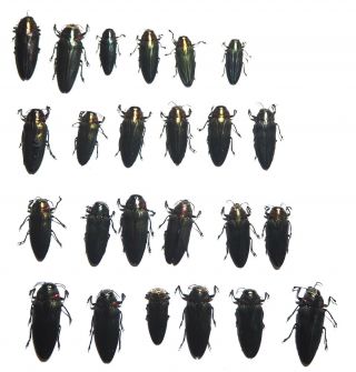 Buprestidae.  24 X Belionota Borneensis.  West Kalimantan (12)
