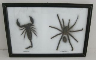 Tarantula & Giant Forest Scorpion Asian Arachnid Taxidermy Specimens Framed 8x12