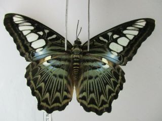 N12185.  Unmounted Butterflies: Nymphalidae Sp.  South Vietnam.  Dong Nai