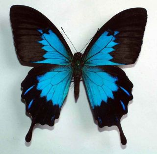 Papilio Ulysses Telegonus - Unmounted Butterfly