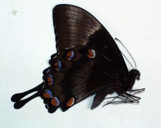 PAPILIO ULYSSES TELEGONUS - unmounted butterfly 2