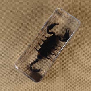 Real Insect Specimen Black Scorpion Size L 110mm Polymer Resin Display Edc