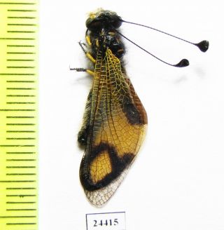 Neuroptera,  Ascalaphidae Sp. ,  Lebanon