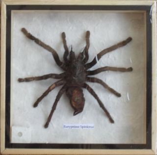 Real Eurypeima Spinicrus Spider Taxidermy In Wood Box /inf16