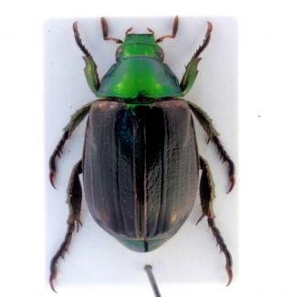 Coleoptera Beetles Rutelidae Mimela Aurata