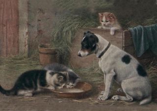 Jack Russell Terrier Puppy & Kittens 1920 