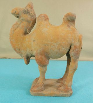 Rare Chinese Tang Dynasty Terracotta Statue Two Humped Camel 1250 Years Old