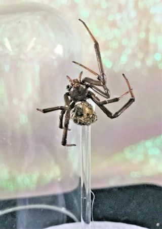 Q2f Entomology Taxidermy Real Black Widow Spider Arachnid Specimen Collectible