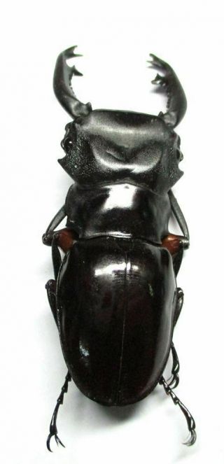 E001 Lucanidae: Odontolabis imperialis komorii male 66mm A - repaired 4