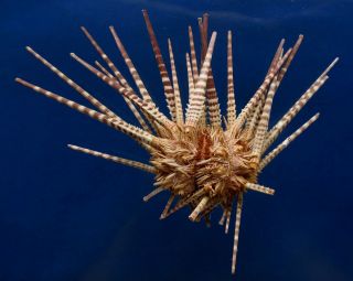 87811 Gems Under The Sea Prionocidaris Australis,  49 Mm Sea Urchin
