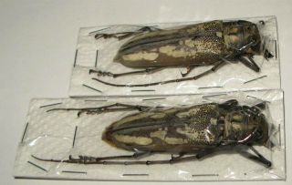 Batocera Lineolata Pair With Male 64mm Female 64mm (cerambycidae)