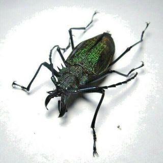 Cerambycidae Prioninae Psalidognathus Superbus 45mm 6 From Peru