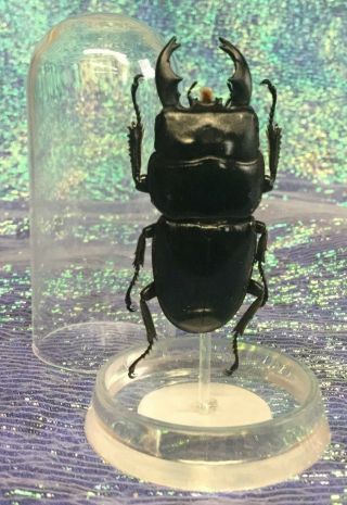 F7 Entomology Taxidermy Black Stag Beetle Short Horn Beetle Glass Dome Display