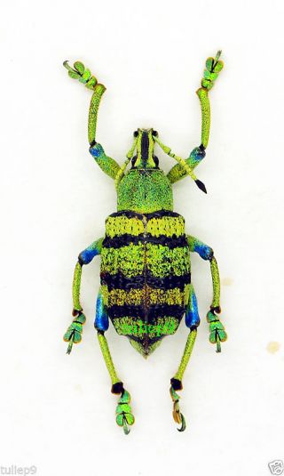 Beetle - Curculionidae - Weevil - Eupholus Schoenherri Petiti - Western Irian) W4