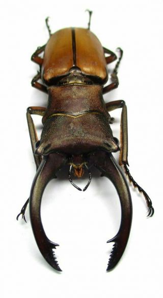 J002 Lucanidae: Cyclommatus Alagari Male 55mm