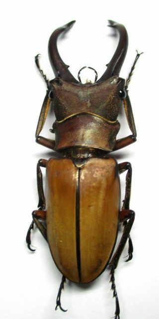 j002 Lucanidae: Cyclommatus alagari male 55mm 4