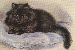 Black Persian Kitten Cat - 8 Large Blank Note Cards