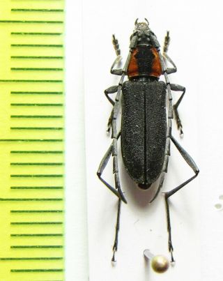 Cerambycidae,  Prothema Ochraceosignata,  Taiwan
