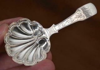 1826 John Lawrence & Co Antique Sterling Silver Tea Caddy Spoon With Shell Bowl