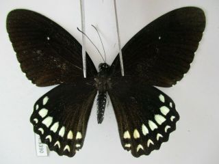 Pa3390.  Unmounted Butterflies: Papilio Castor.  South Vietnam.  Dong Nai