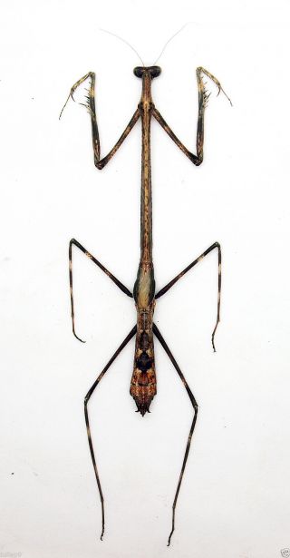Mantidae - Mantis Stick Mantis - Euchomenella Heteroptera - Malaysia