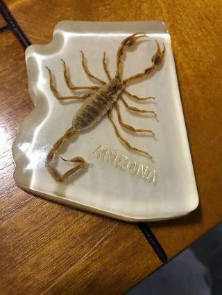 Vintage Preserved Scorpion Arizona Souvenir Desert Oddities Creepy Weird Bugs