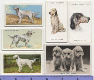 English Setter Dog Pet Canine 6 Different Vintage Ad Trade Cards 4