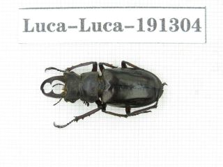 Beetle.  Lucanus Liupengyui.  China,  Tibet,  Motuo County.  1m.  191304.
