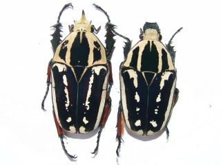 Mecynorrhina Ugandensis Pair Male 53 Mm,  Female 47 Mm
