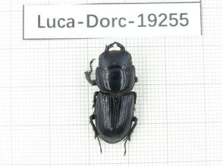 Beetle.  Dorcus Sp.  Myanmar,  Kechin Area,  Nanse.  1m.  19255.