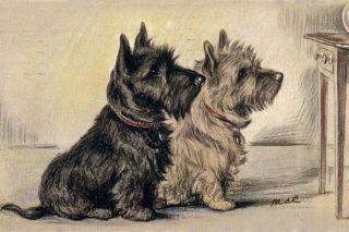 Scottish & Cairn Terrier Dogs Lucy Dawson 1940 