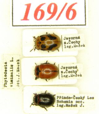 169 - 6 Chrysomelidae - = Gonioctena Viminalis (linnaeus,  1758) Form