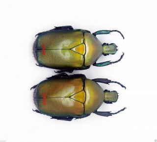 Beetle - Cetoniidae - Flower Beetle - Ingrisma Burmanica (yellowish Golden) Pair
