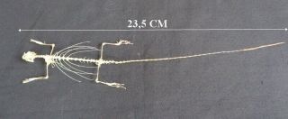 Squamata: Flying Lizard (west Java) Skeleton