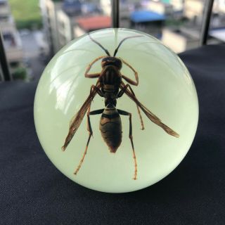Φ54mm Luminous Ball.  Fluorescent Sphere.  Insect Specimens.  Wasp.  Real Insect B