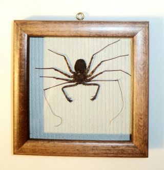 Real Spider In A Frame Of Expensive Siberian Wood.