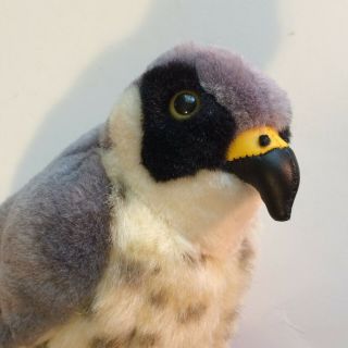 Peregrine Falcon 79376 Authentic Sound Audubon Birds Wild Republic W/tags