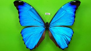 Morphidae Morpho Absoloni Male From Peru Mounted 886