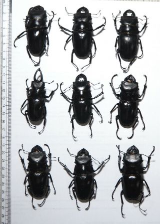 Lucanidae.  9 X Odontolabis Sp,  65mm.  Palu