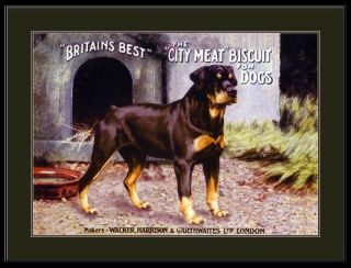 English Print Rottweiler Dog Dogs Puppy Puppies Advertisement Art Vintage Poster