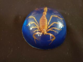 Maack Inc Vintage Scorpion Lucite Acrylic Paper Weight Made In Usa 3 3/4 " Across