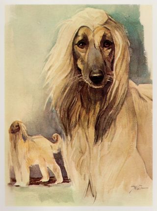 Vintage Afghan Hound Dog Print Gallery Wall Art Pet Art Print 2909